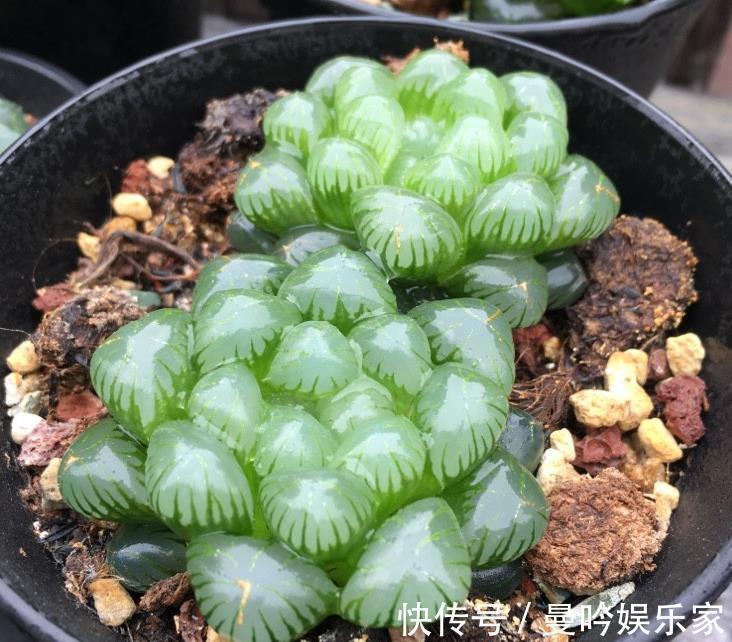 浇水|家里的多肉植物越养越瘦这样浇水,储藏水分,叶片肥厚多汁