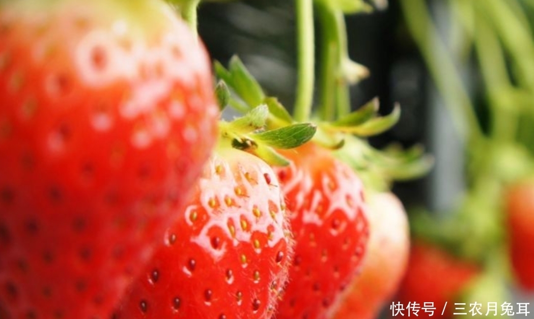 美味|草莓润肺健脾又美味,五个问题要重视,种植优质水果