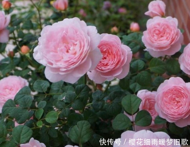 月季花|养月季花,学会“3个”方法,新芽猛冒,开花不断,美爆阳台!