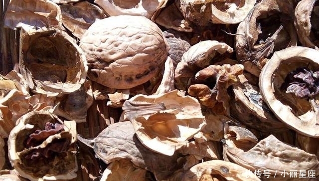 核桃壳怎样垫花盆,快速发酵只需要三步走,简单易行