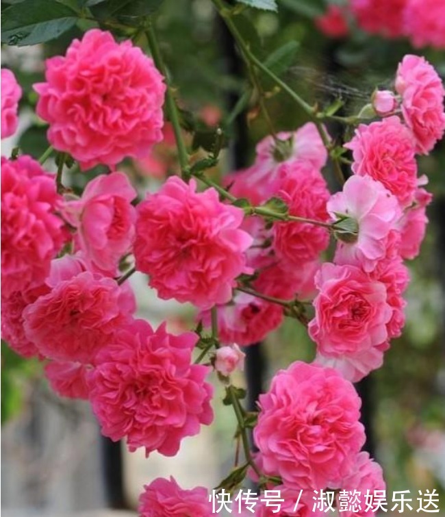 3种花现在养刚刚好,夏天开花很漂亮,给点水就疯长,太好养