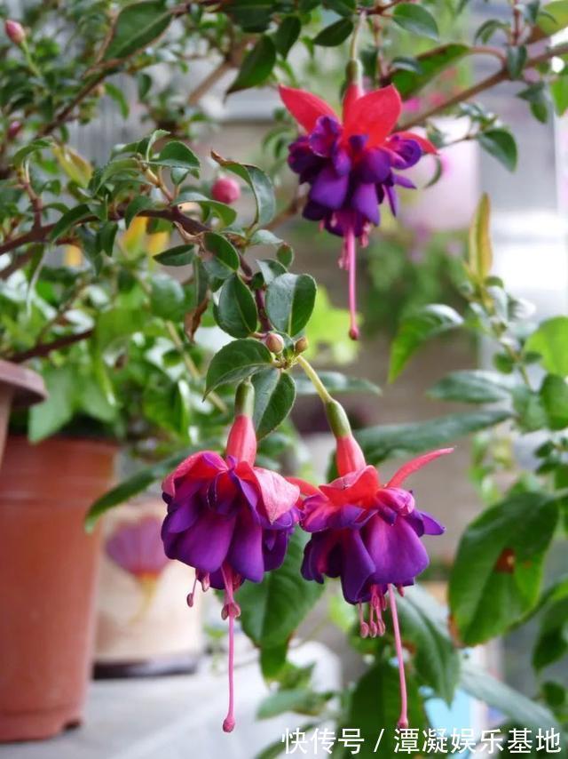 6种花淋雨就会“烂”,下雨最好放屋里,别忽视