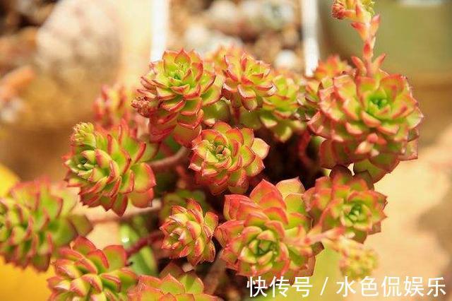 多肉|秋天怎能不养多肉这4种多肉会“变色”,给点阳光就有惊喜