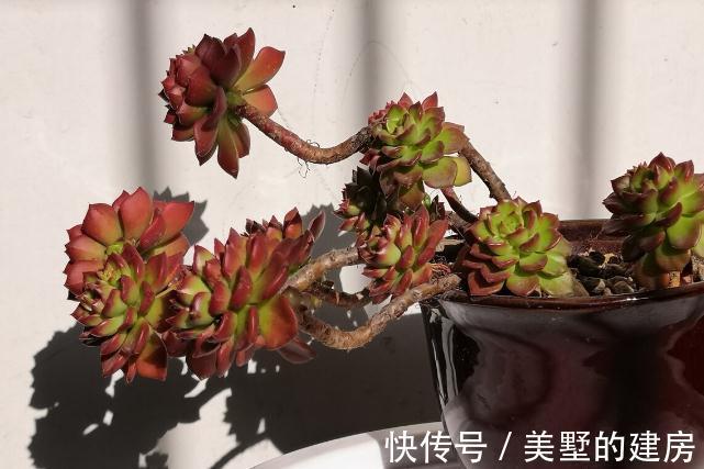旱鸭子|5种“旱鸭子”花,容易被浇死,越不搭理长得越好,勤快人养不好