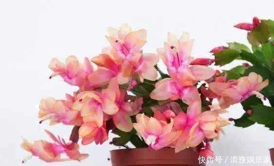 植物|养花不会施肥记住3点就行了,学会了“一生受用”