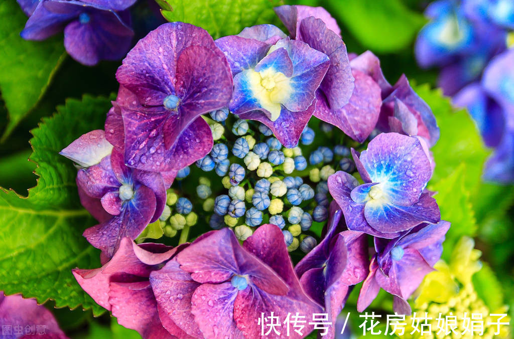 木犀草|在一起会“打架”的花,不是你死我活,就是两败俱伤,需要分开养