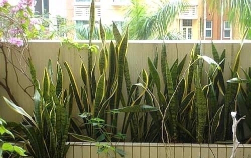 “这”4种花很贵,不要买,偷偷折一根枝,遇土就活,1毛钱不花