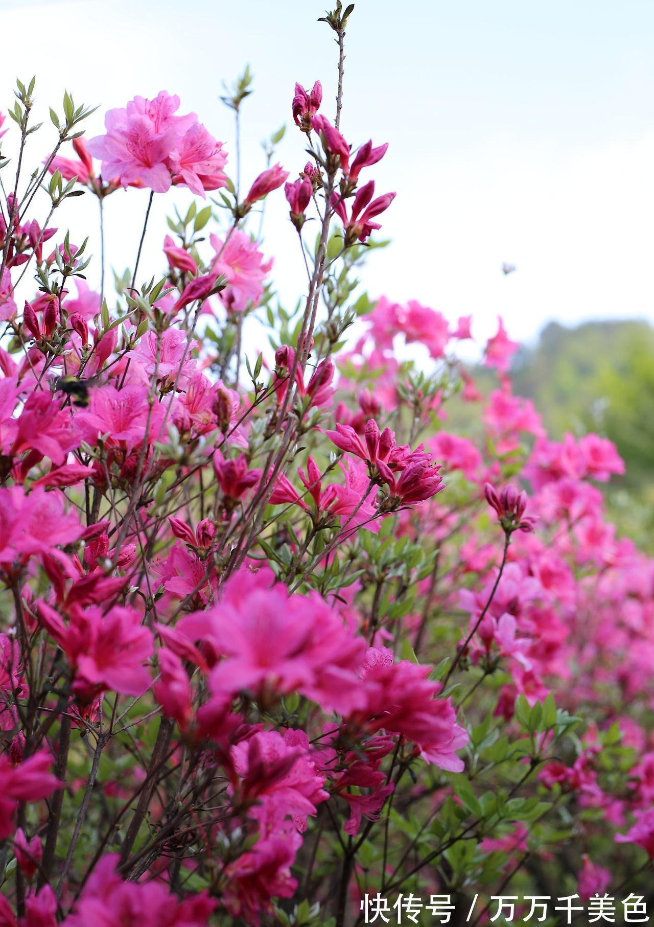 养花试试这几款,养护容易,好养又悦目的花草