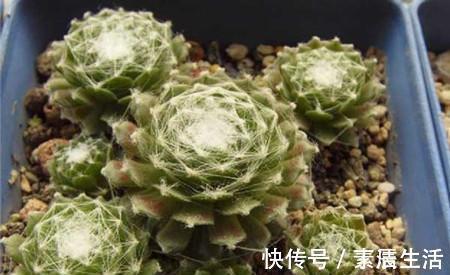 莲座状|公认好养的4种多肉植物，养一年就能长满盆，像是从花盆里流出来