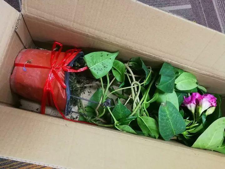 一开就是大半年，枝条沾水就活，根比萝卜还粗！