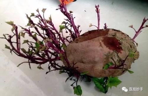 黄豆|发芽的蔬菜能不能吃？这4种蔬菜发芽后不仅没毒，反而营养更足