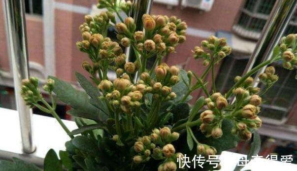 11月养长寿花，教你这2招，30天长满花苞，开成大花球