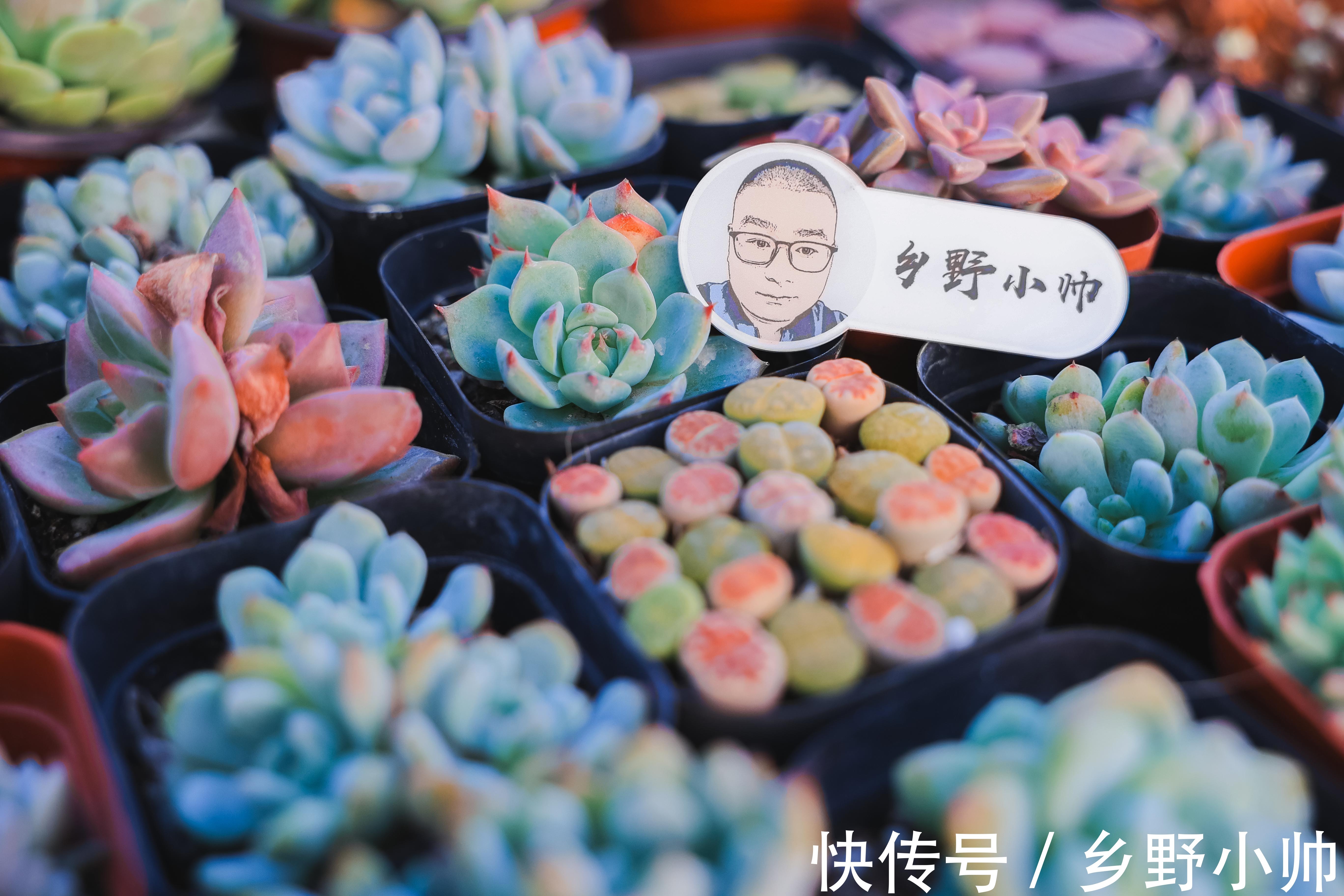 休眠期|多肉出现这几种情况，证明多肉已经“醒来”，养护状态更美