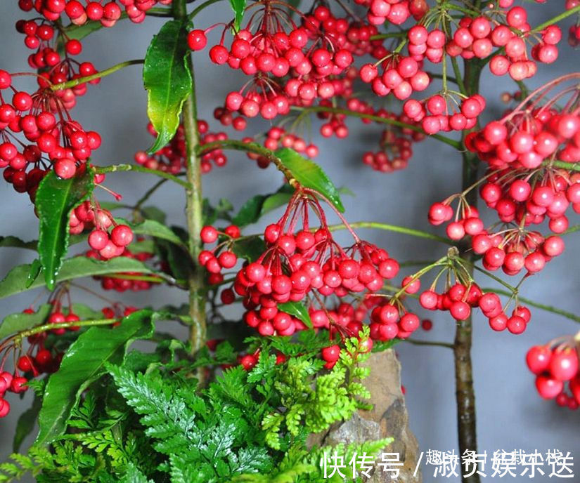 3种“喜庆花卉”，摆放在客厅，年味足观赏价值高，你在养吗