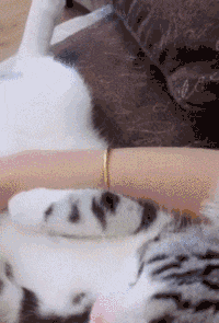 |搞笑GIF：娶到这样的新娘 以后的日子肯定不会无聊