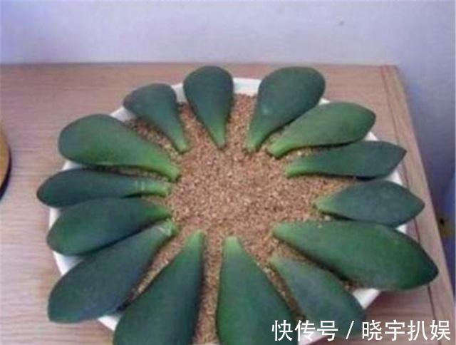 有3种“耐阴树”很好养,掐片叶子“铺”盆里,30天长成小绿树!