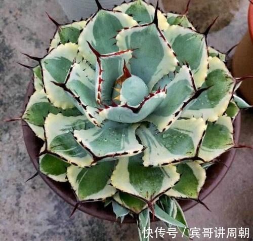 一个月|特别耐旱的5种花，一个月不浇水，照样能生长，呼呼长满盆