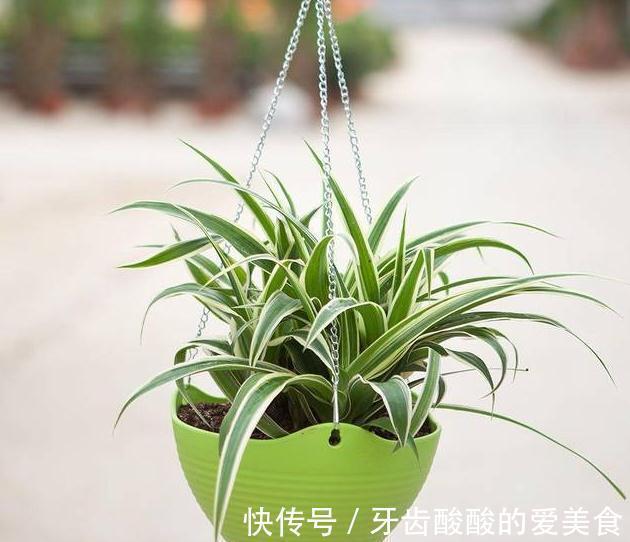 宜人花|秋冬季节,天气干燥,养上这几种“宜人花”,人养花,花养着你