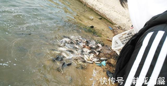 后脚|前脚放生鱼入水，后脚钓友下杆垂钓！垂钓者：我这是保护环境