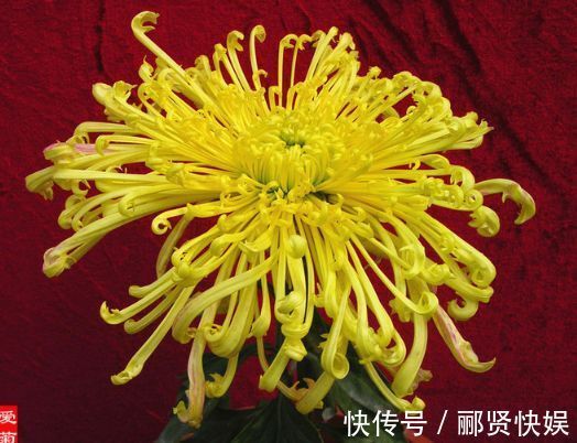 喜欢菊花，不如养盆优良名菊“金童士”，是金忙四射，美丽高雅