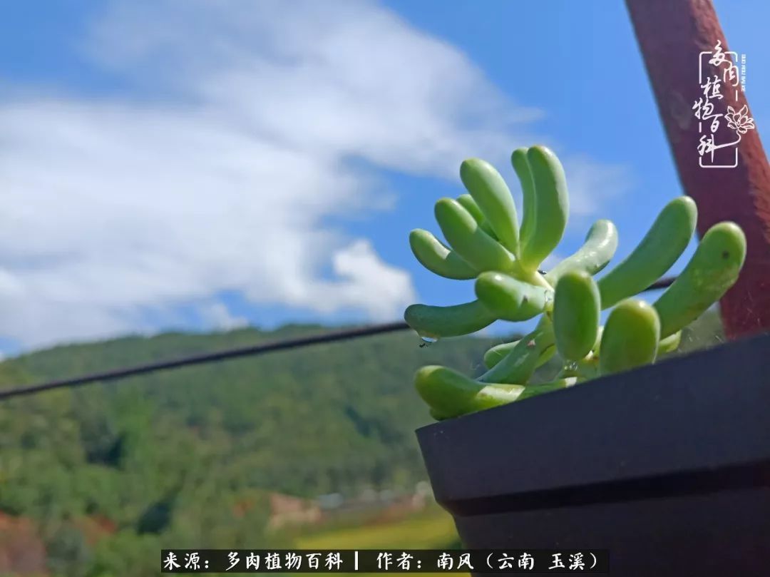 从小喜欢绿植，后来遇见多肉，情不知所起，那就再接再厉！