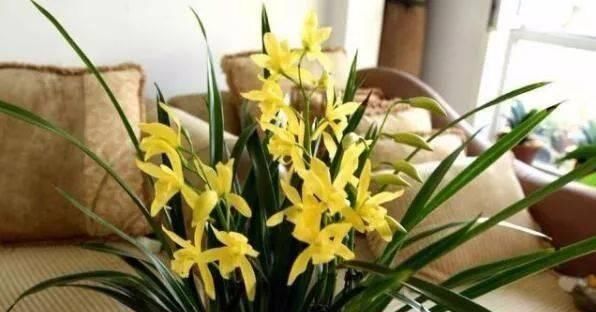 大花蕙兰|这种花,比茶花漂亮,比茉莉还香,年头开到年尾,比君子兰强多了