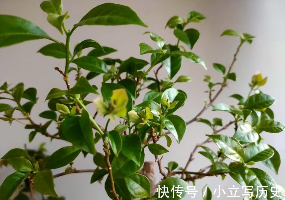 天冷了,15种漂亮花喜欢“大太阳”,多晒长得壮,花更多