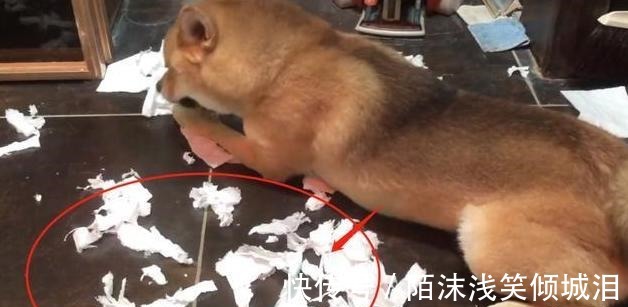 瓢哥|《向往4》录制,王珞丹喊话想退回瓢哥,谁注意到官方回话