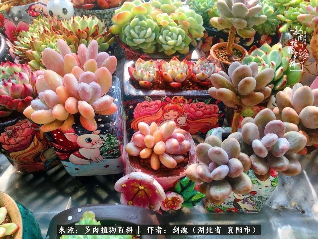 花盆|当美丽的多肉邂逅漂亮的手绘花盆,会是怎样的一种美