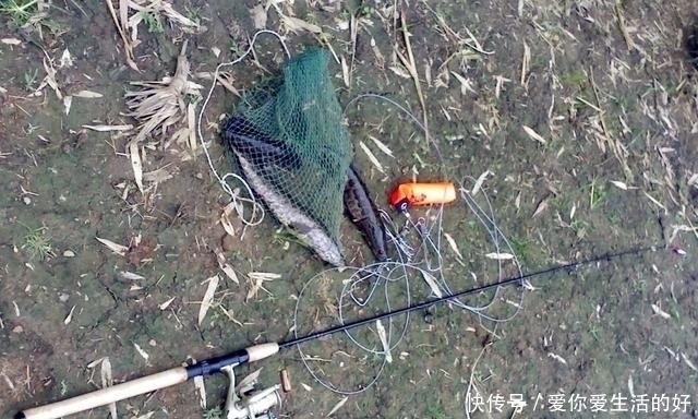 黑鱼泛滥成灾成群黑鱼聚集河湾产卵电鱼人不如我来来试试