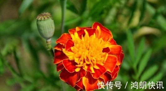 长寿|此花是代表了健康长寿的花,寓意着活泼爽朗的性格,是美好的花