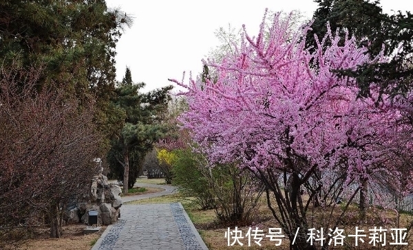 种花|“鲜花屋中放，花旺人不旺”，为何有这种说法？屋子里不能种花？