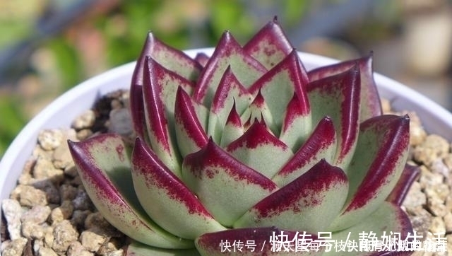 适合新手养护的4款经典多肉,便宜好养易上色,花友几乎都养过