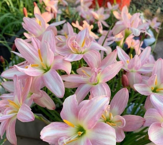 开花|让风雨兰“更勤花”,做到2步,半个月能复花,经常赏花