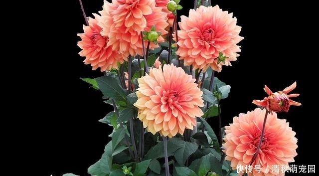 狗牙花|被名字耽误一生的6种花，土里土气，开花却“气度非凡”靓丽入眼