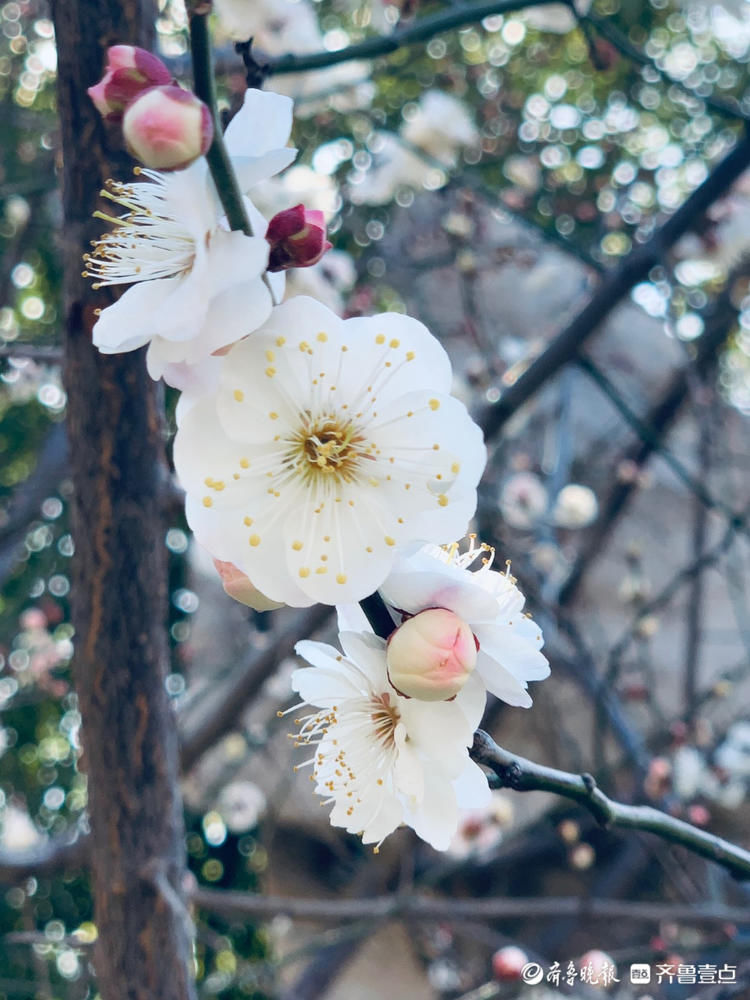 看！朵朵白梅俏立枝头，春的味道愈加浓厚你感受到了吗|情报站| 看！朵朵白梅俏立枝头，春的味道愈加浓厚你感受到了吗\＂,\＂i16\＂:\＂情报站