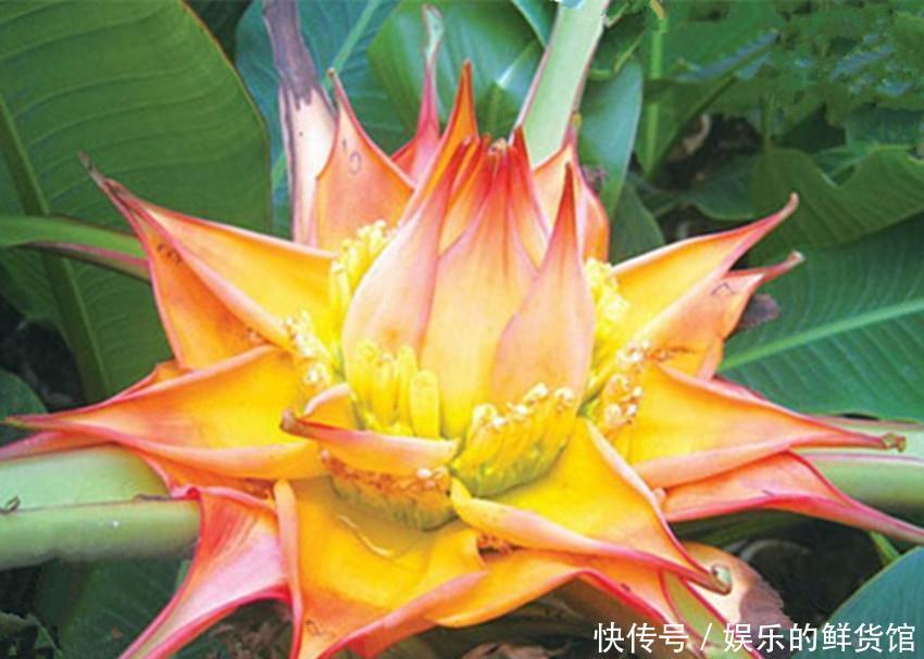 吉祥|佛家六种美丽又芳香的吉祥圣花,家养一盆平安吉祥,漂亮还好养