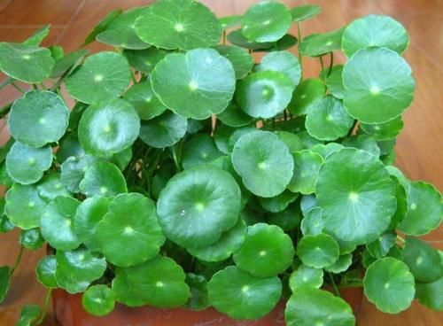 铜钱草盆栽叶子发黄，怎么处理和补救呢？有2种处置方式