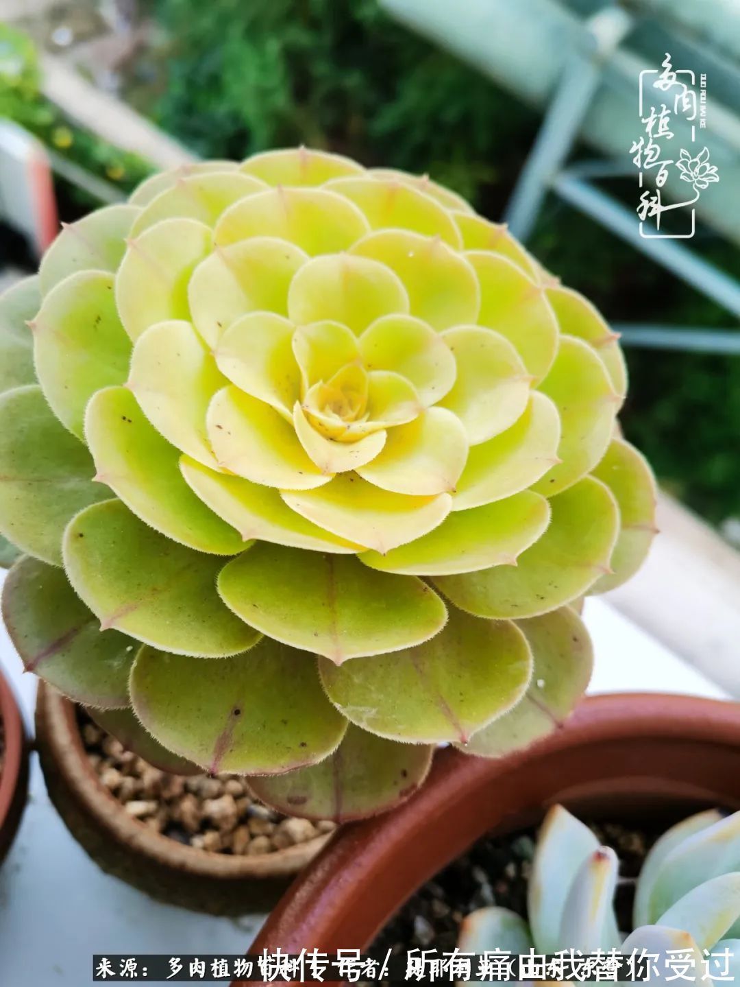 人如多肉,经阳光雨露历练后,亦会越挫越勇!