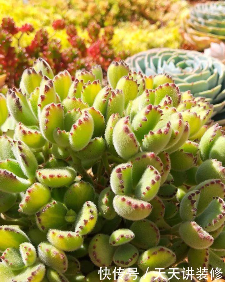 爸妈不在家,我在院子里疯狂种多肉,倍儿爽