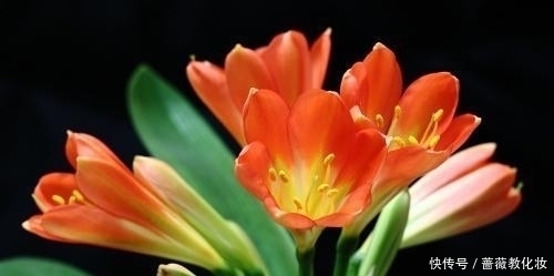 想让你的君子兰开花吗?很简单,只要这样做叶茂花艳都不是问题!