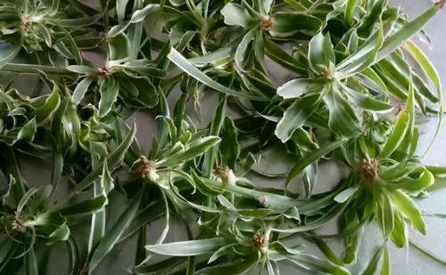 5月养花要养根，3个小窍门护根强根，让人打理盆栽更省心