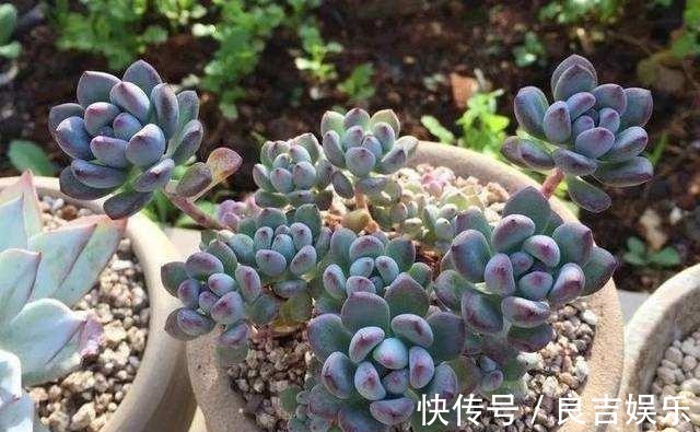 熊童子|6种多肉,夏天“娇滴滴”,浇水抖抖手,空盆一大半