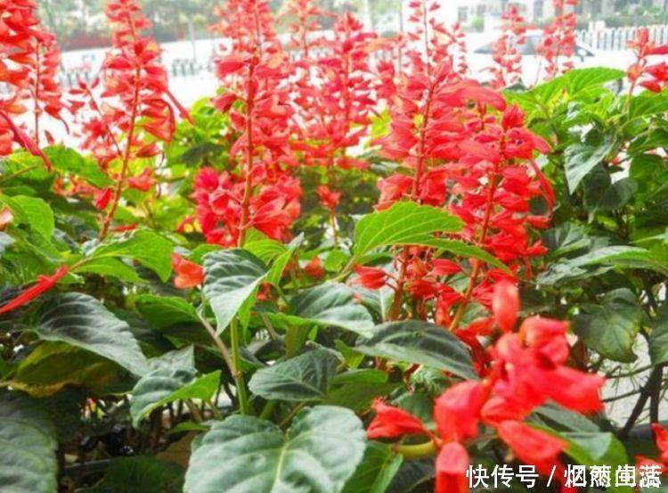 达芙妮|4种高颜值网红花,人见人爱,浇水点就疯长,开花超美的