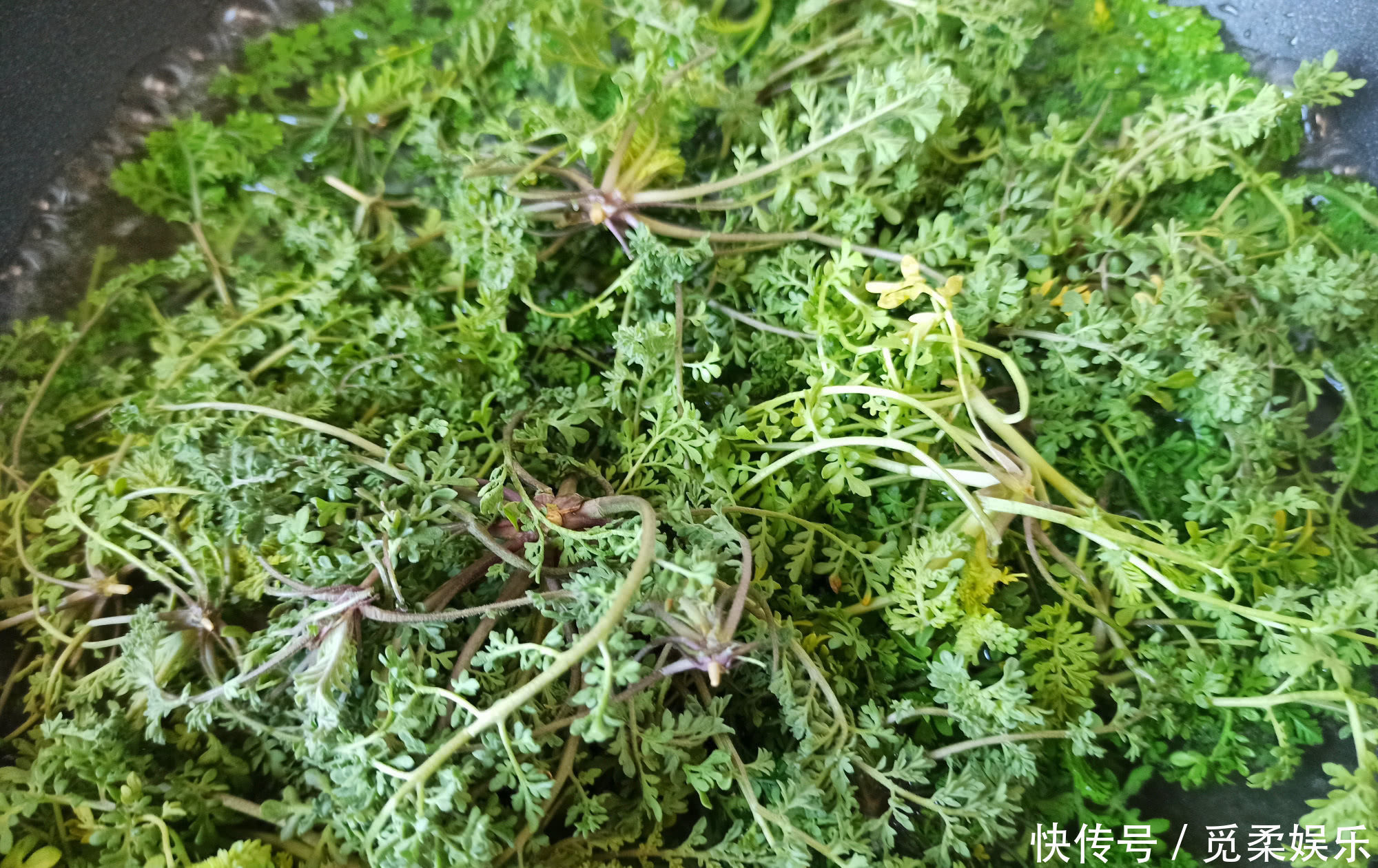 春天的野菜我只认它，做成饺子馅真香，鲜嫩多汁，城里人很少吃过