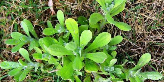 农村一种野草，清肺止咳、降压有奇效，路边见到了请珍惜