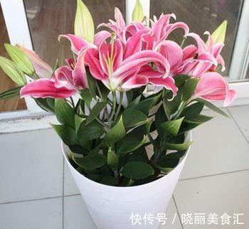 发黄|百合花叶子要是发黄了怎么办