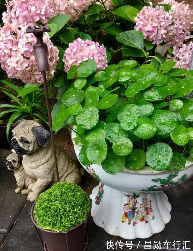 养花不会浇水吗?“六大口诀”记心间,养啥都能长得旺