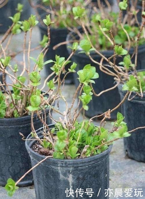 清园|花园清园需“谨慎”，4种花清园后不开花，很多人不当一回事