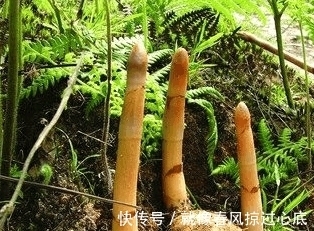 天麻|这个东西堪称「民间仙药」, 降血压、止头晕、通经络, 身体虚弱更应该多吃一点!